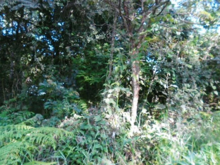 Foto ilustrativa 7 - Direitos do Terreno 669,45m² – Morada do Sol – Santana de Parnaíba