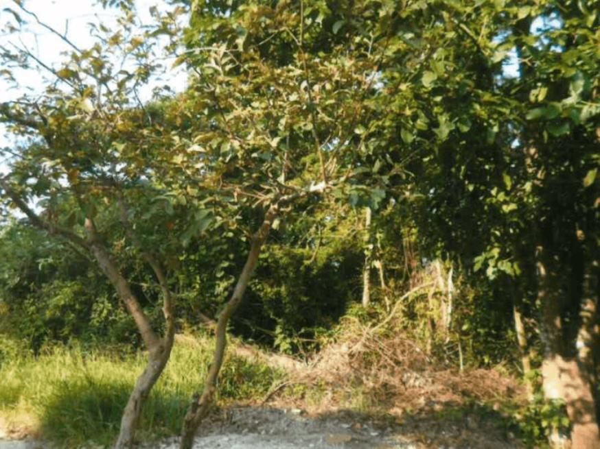 Foto ilustrativa 2 - Direitos do Terreno 669,45m² – Morada do Sol – Santana de Parnaíba